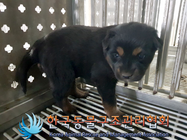 한국동물구조관리협회_441409202500208